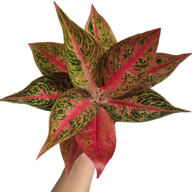 Tanaman Hias Aglaonema Legacy Tulang Merah Aglonema Legacy remaja Murah caladiumKilisuci
