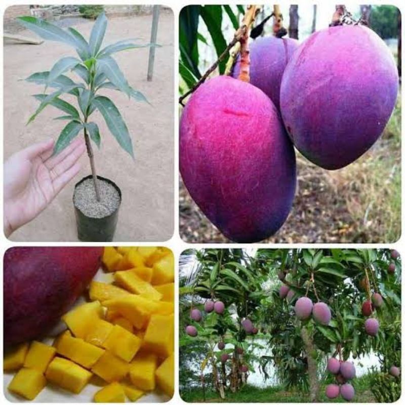 bibit mangga irwin bibit mangga ungu hasil okulasi siap berbuah