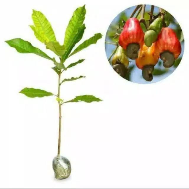 Bibit jambu mente/jambu monyet