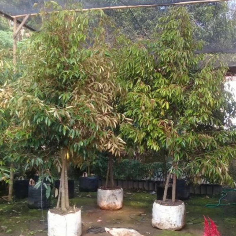 bibit durian kaki 3 tinggi 2 meter - bebas pilih varietas/jenisnya