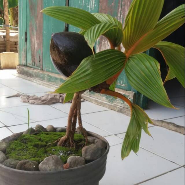 Bonsai kelapa minion