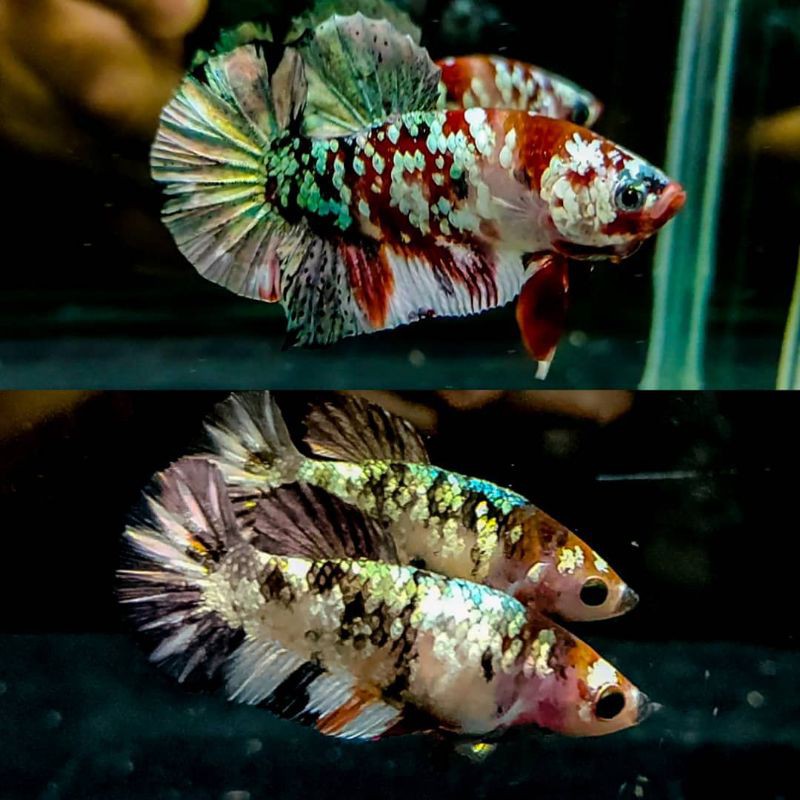 RED KOI COOPER GOLD (BAHAN) NEW 2021 beli 4gratis 1