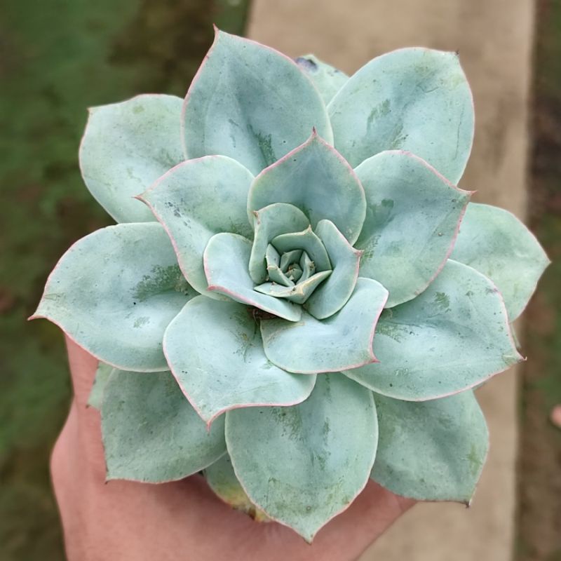 Sukulen echeveria cansu import big size