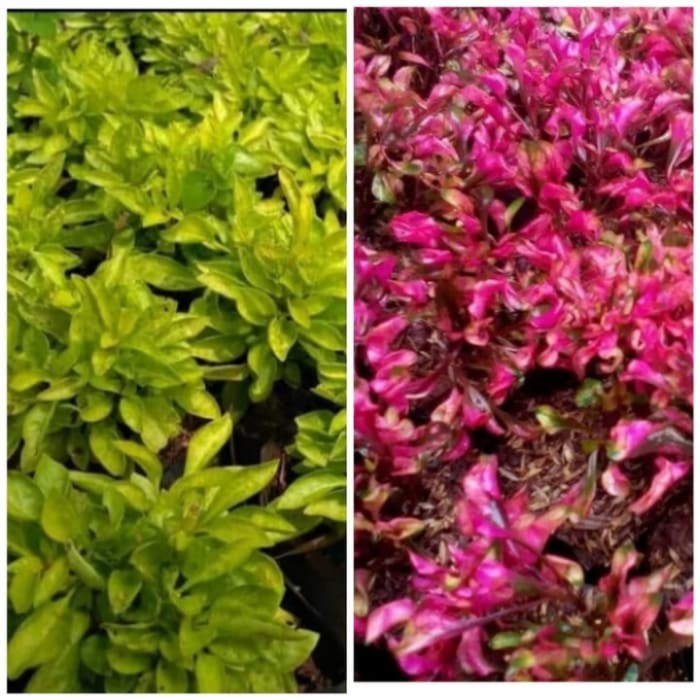 paket hemat 10 krokot merah dan kuning