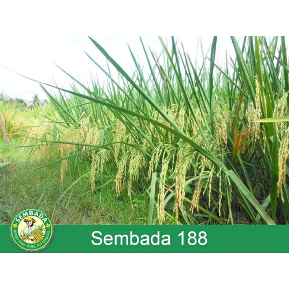 Benih Padi Hibrida Sembada 188 12 ton per Ha
