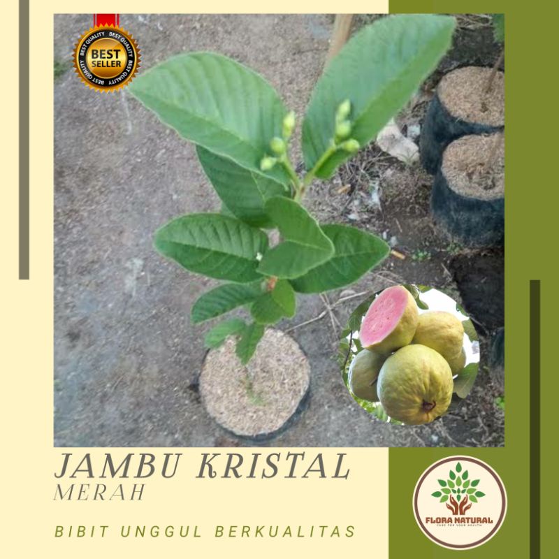 Bibit tanaman jambu kristal merah Pohon buah jambu kristal merah