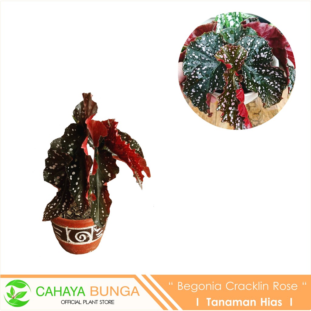 Tanaman Hias Begonia Cracklin Rosie I Polkadot Mocca