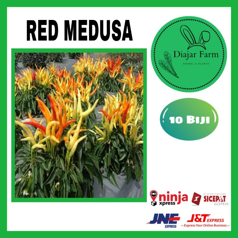 Benih Bibit Cabe Red Medusa | Benih Cabe Hias Ornamental