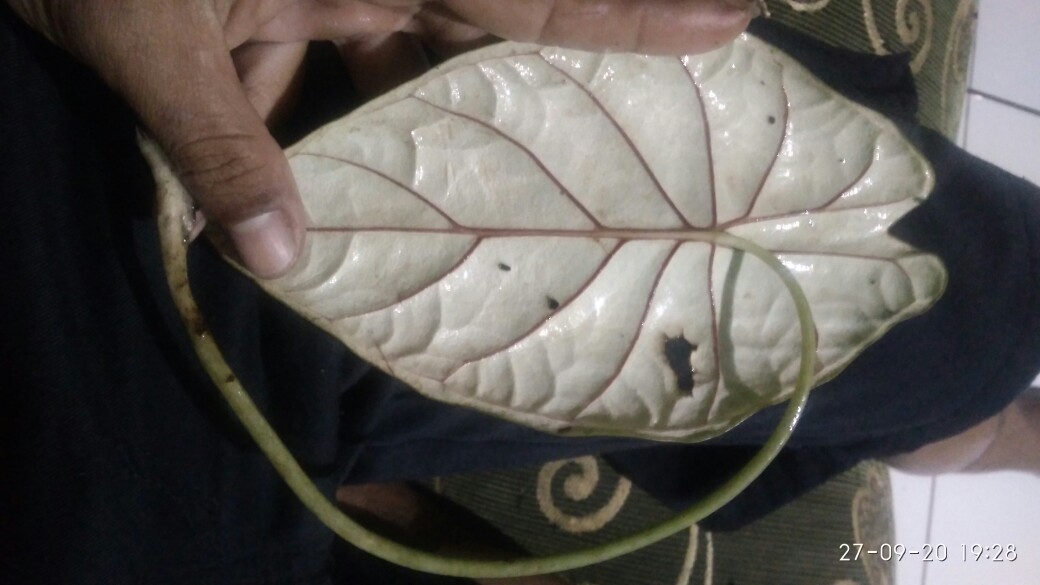 Alocasia Dragon Scale (keladi Tengkorak Hijau) Dewasa