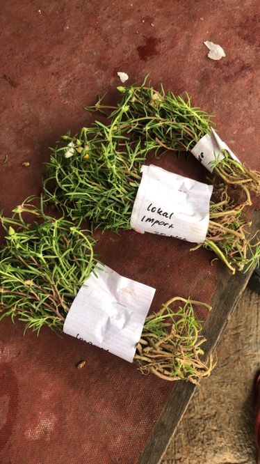 Paket Hemat Krokot Mix Lokal Dan Import /krokot Portulaca /mossrose Portulaca Import Dan Lokal