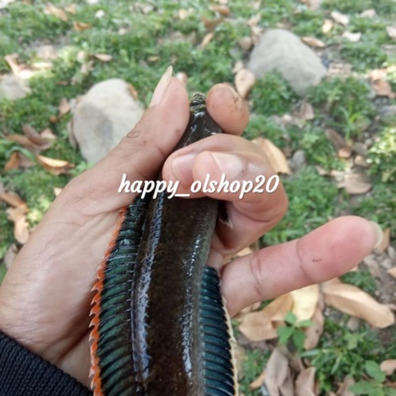 chana limbata jantan 10-15cm