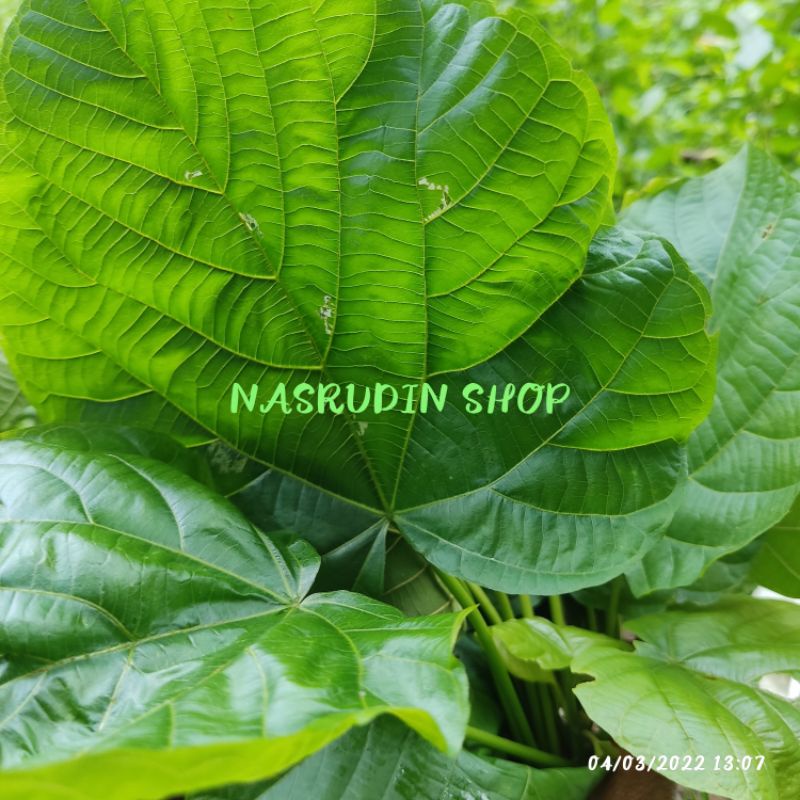 

DAUN PALIASA 100 LEMBAR / DAUN KATIMAHA SEGAR LANGSUNG PETIK / KLEINHOVIA HOSPITA / TIMAHA / KATIMAHAR / KINAR / TANGKELE / MANGGAR / PROMO / TERLARIS / DISKON / TERMURAH / GRATIS / RUPIAH / UNTUNG