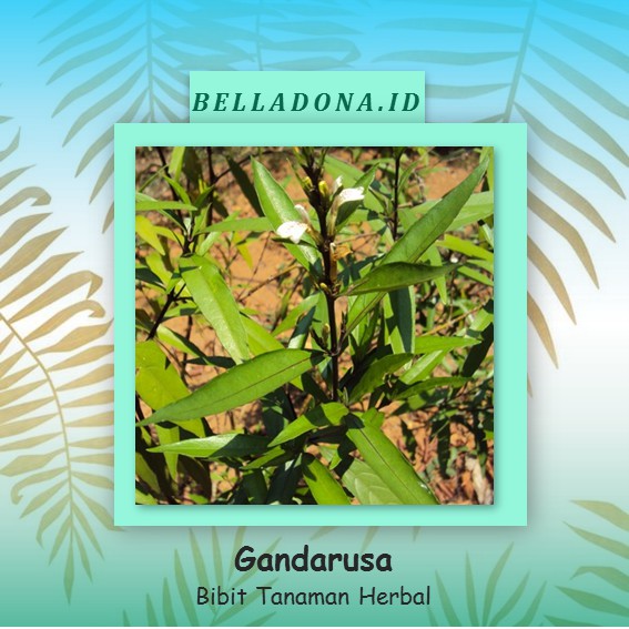 Bibit Tanaman Herbal Gandarusa