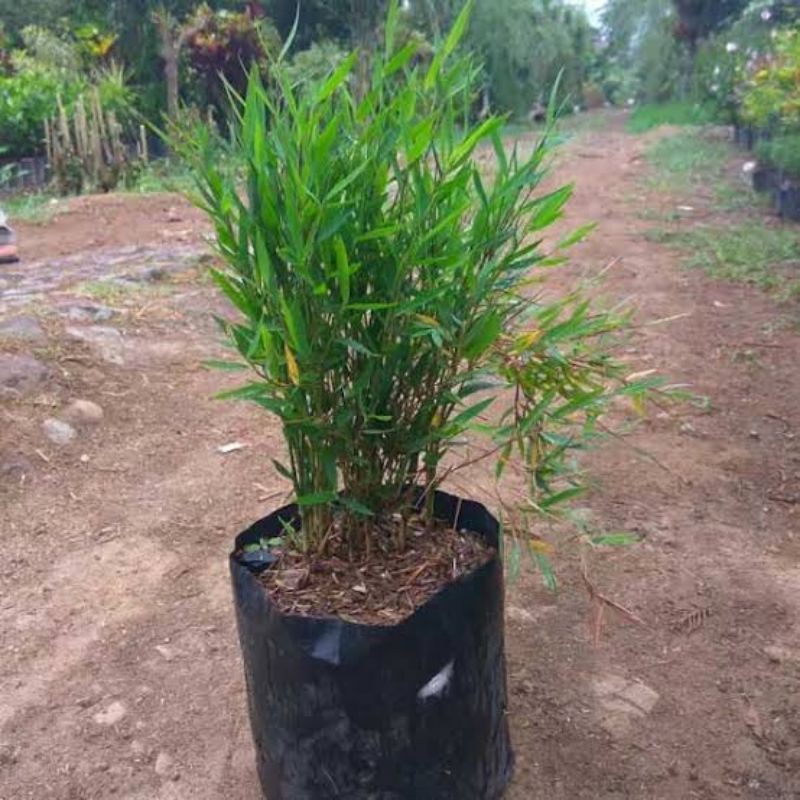 

bonsai bambu mikro