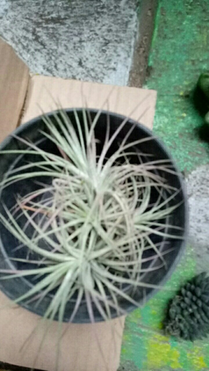 Air Plant // Tilandsia Cluster
