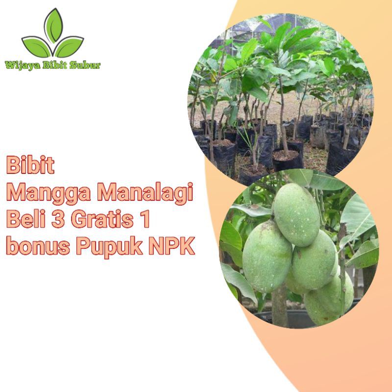 Bibit Tanaman Buah Mangga Manalagi super-Bibit Mangga-Bibit Mangga Okulasi