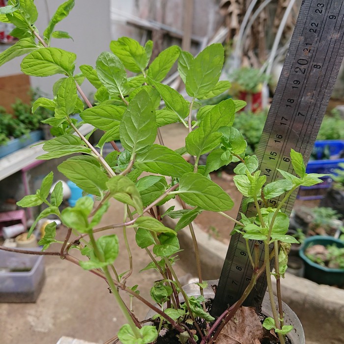 bibit daun mint daunt mint segar benih daun mint hidup xl