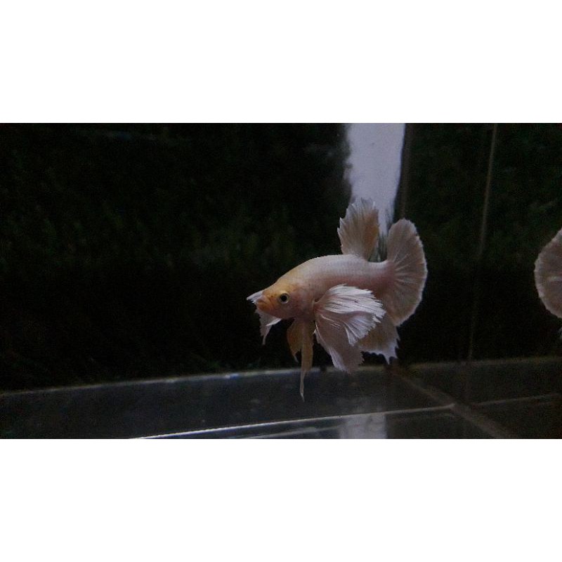 ikan cupang dumbo ear softgold