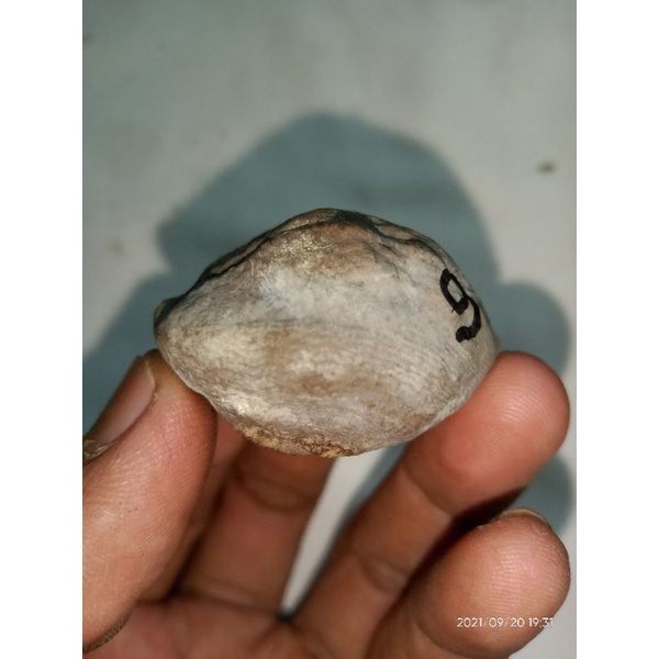 MUNCANG/KEMIRI ADU ETI CIHAUR