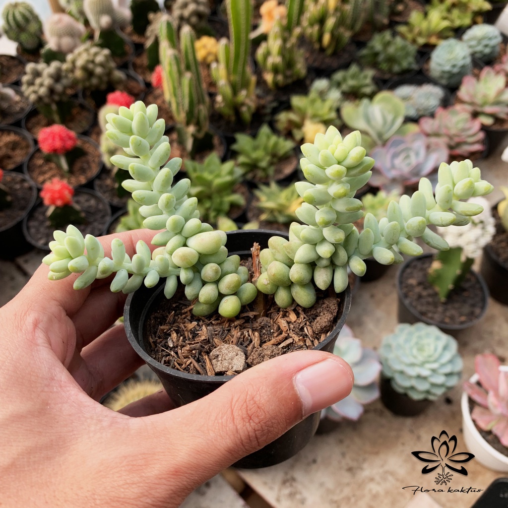 Tanaman Sekulen Air Mata ibu