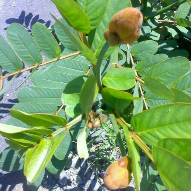 

Daun ketepeng atau kimanila 100gr