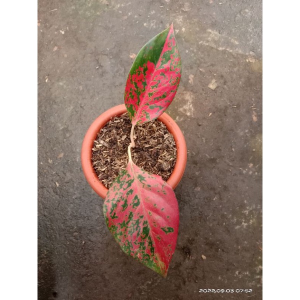 aglonema kochin virgin (anak samping)