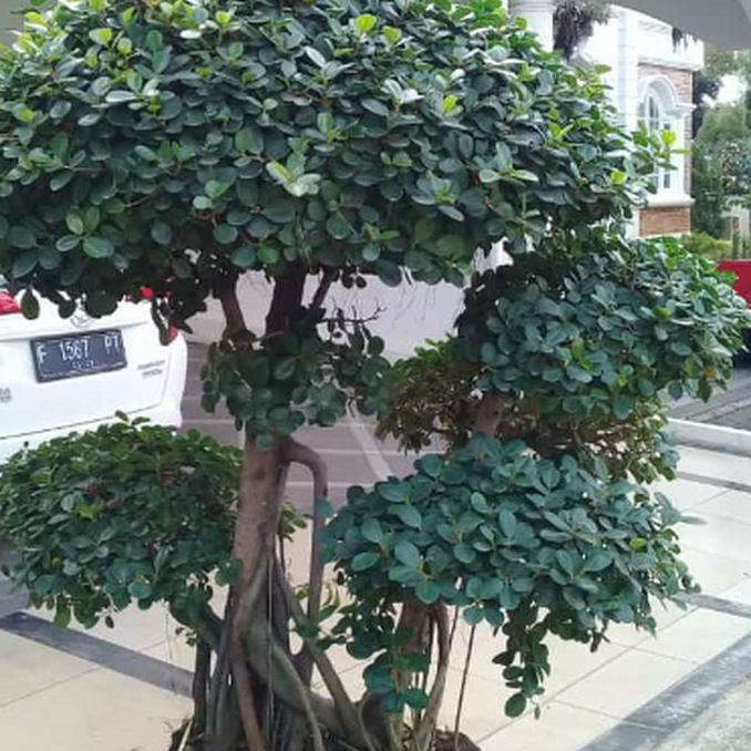 bonsai beringin korea/pohon bonsai beringin korea (Ayra Flora)