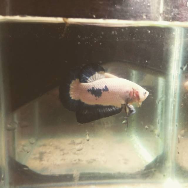 

Ikan cupang blue rim
