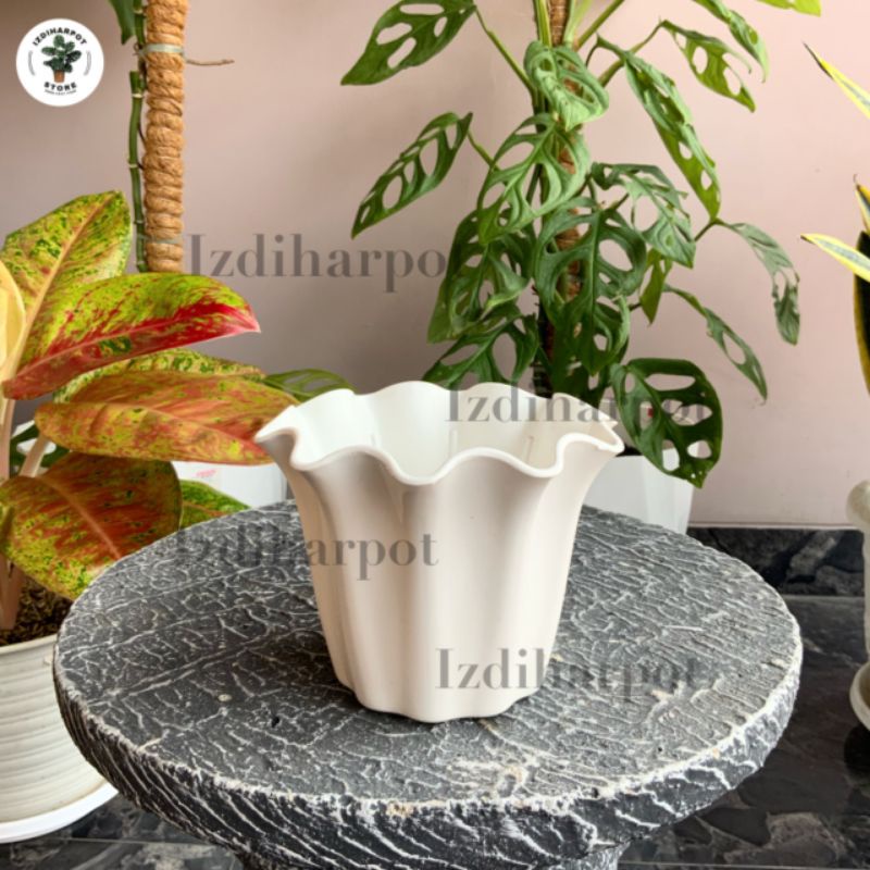 pot bunga tanaman shallom primadona 10 putih 13cm - PRIMADONA 10 PUTIH