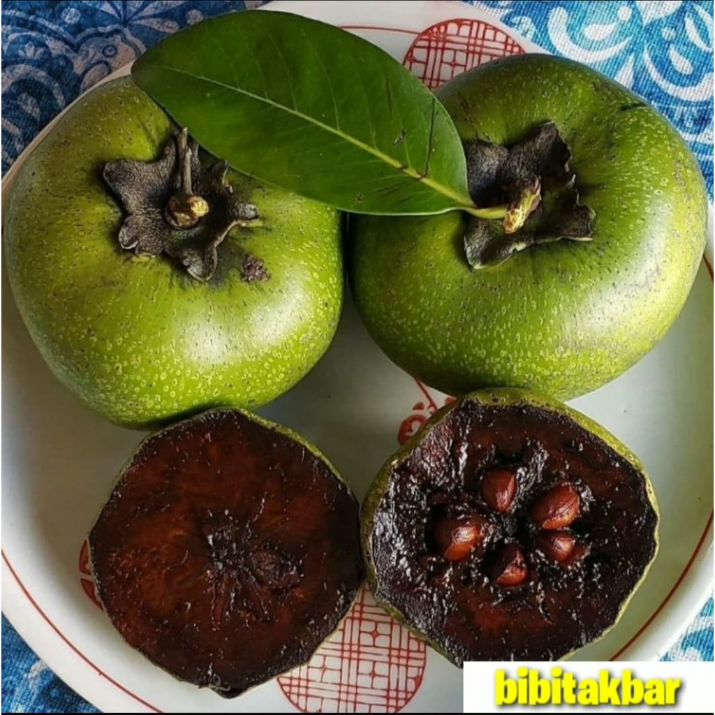 Black Sapote Tree ubicaciondepersonas.cdmx.gob.mx