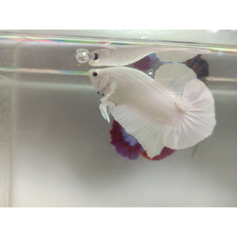 

IKAN CUPANG WHITE PLATINUM