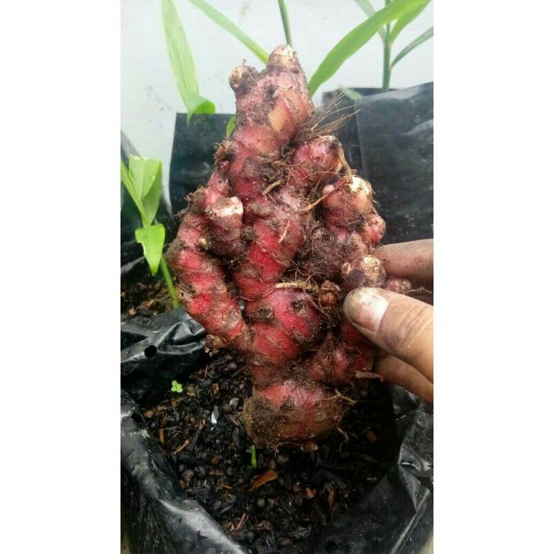 

JAHE MERAH 1/2KG JAHE MERAH FRESS