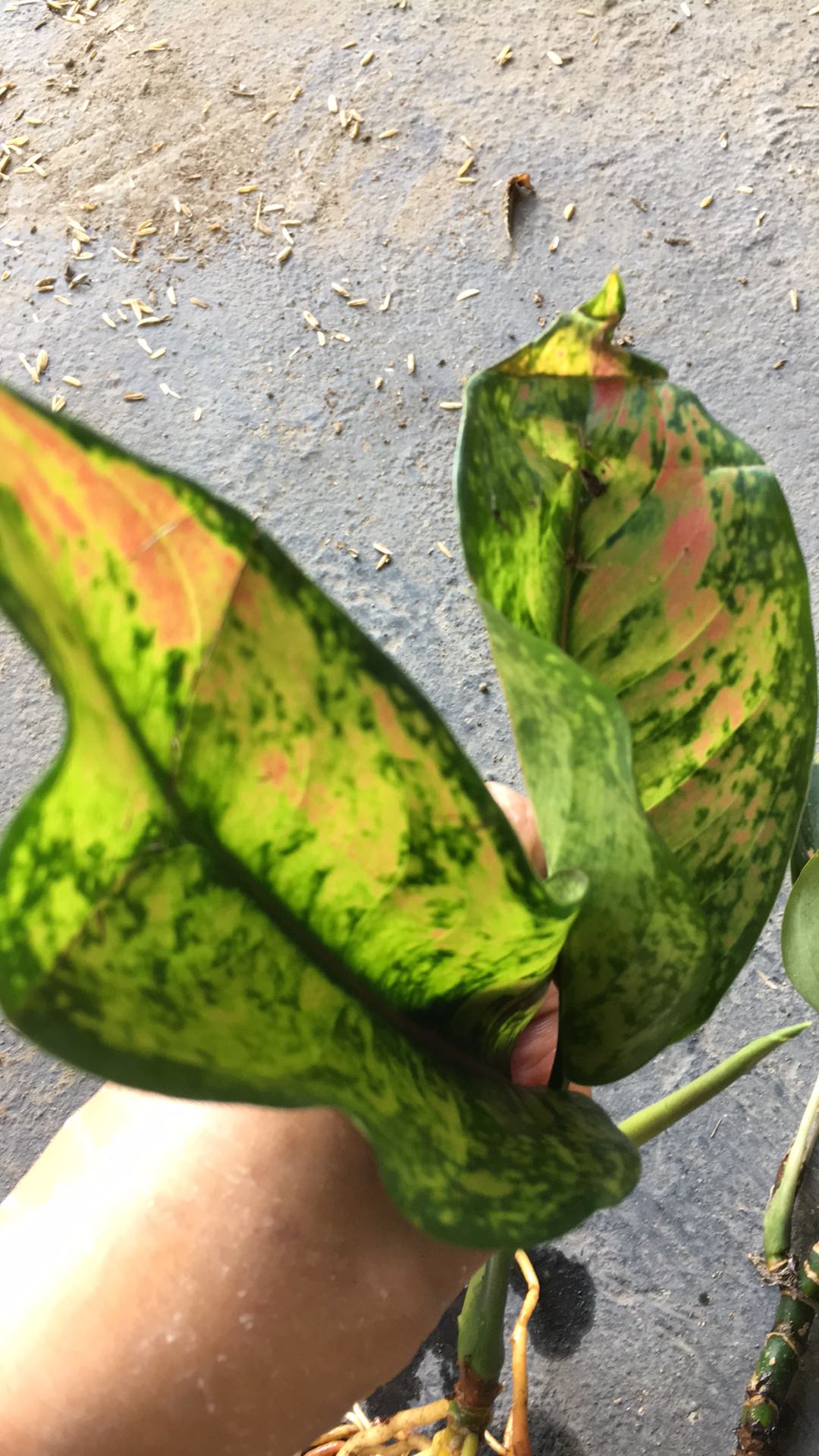 Tanaman Hias Aglonema Heng-heng