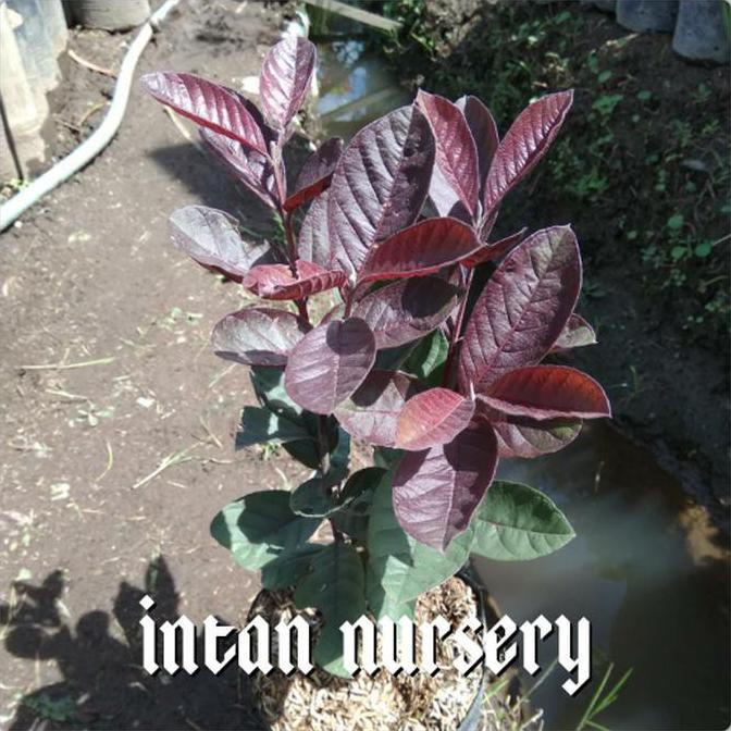 Ind4K Bibit Tanaman Buah Jambu Red Australi K0D