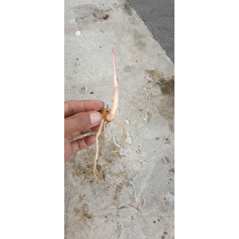 bonggolan aglonema legacy merah