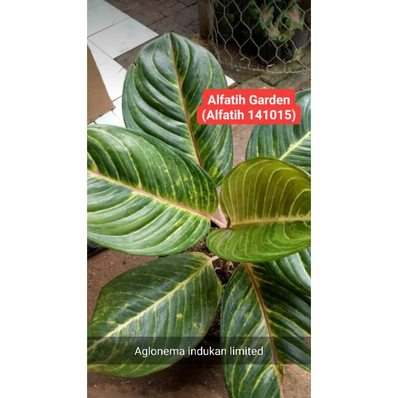 Tanaman hias aglonema Kresna-PROMO Aglonema kresna Indukan-AGLONEMA KRESNA-aglonema kresna limited