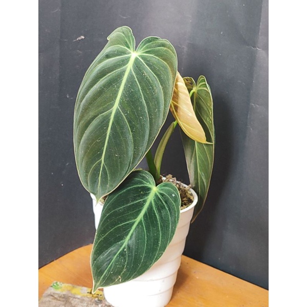 tanaman hias philodendron melanochrysum / philo melano narrow