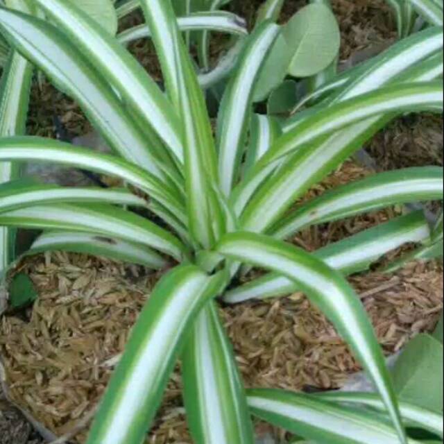 tanaman hias Bunga es lilin