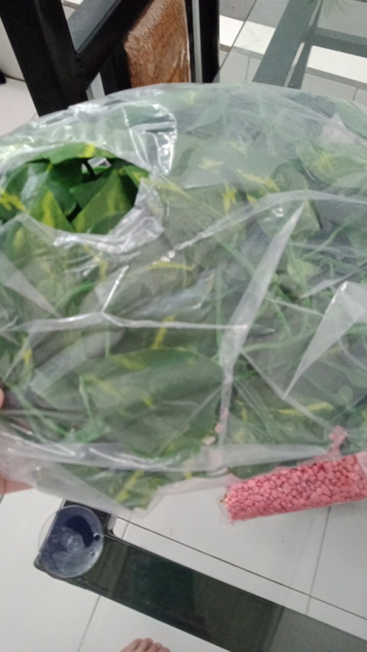 Daun Rambat Sri Gading 2m Dekorasi Home