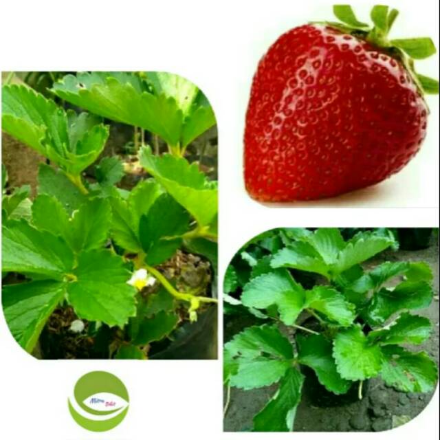 Bibit Tanaman Buah Strawberry Jumbo/Pohon Buah Strawberry Jumbo