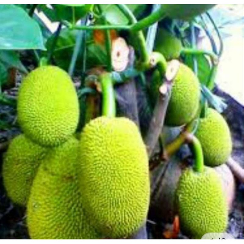 

nangka