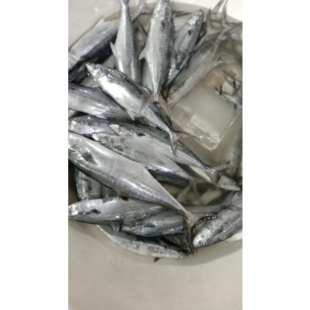 

Ikan Tenggiri fresh
