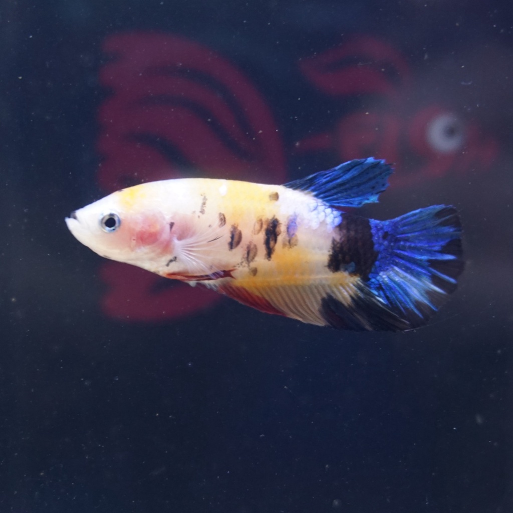 cupang female plakat multicolor yellow betina 0604