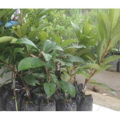 Tanaman Mamey Sapote Magana