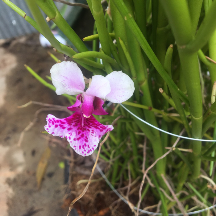 

vanda hookeriana pensil