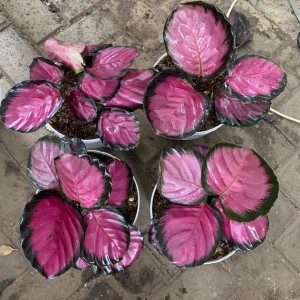 tanaman hias calathea crimson / bibit calathea crimson