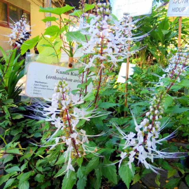 

Daun kumis kucing 1kg fresh & organic