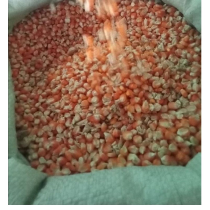 

JAGUNG PIPIL 500gr, 1KG