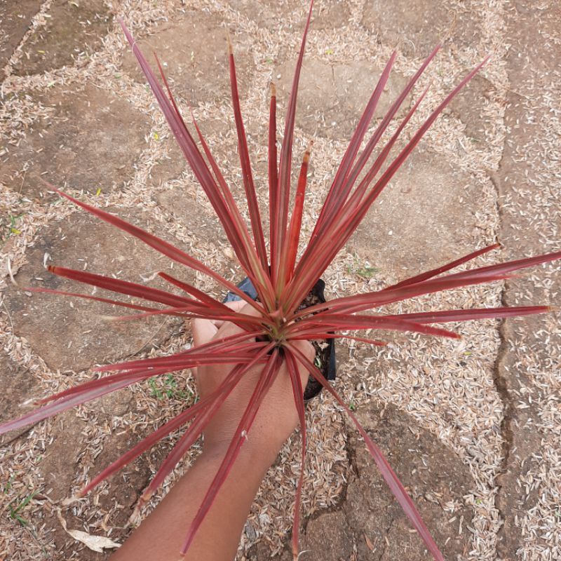 tanaman dracena tricolor