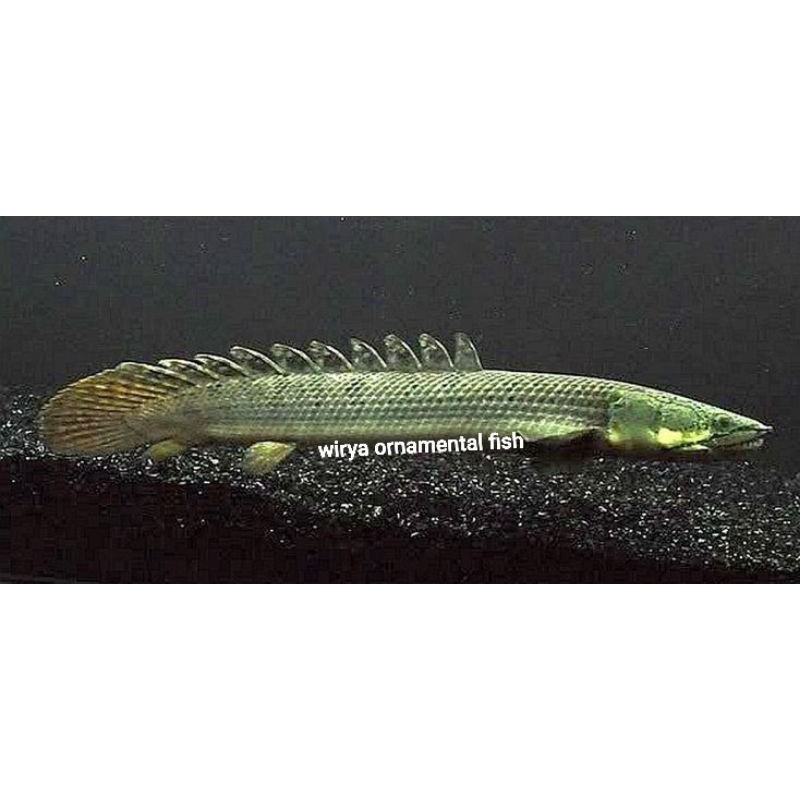

Ikan Palmas Weeksii / Polypterus weeksii